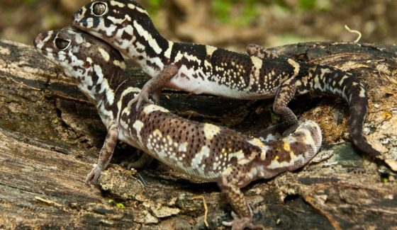 Banded Geckos